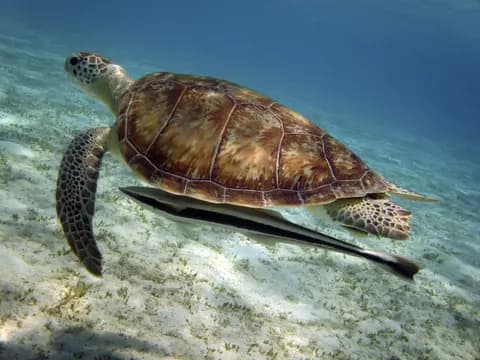 Żółw morski nad rafą w Marsa Alam