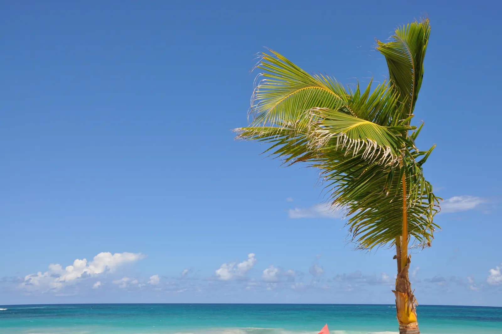Plaża Bávaro w Punta Cana z palmami kokosowymi