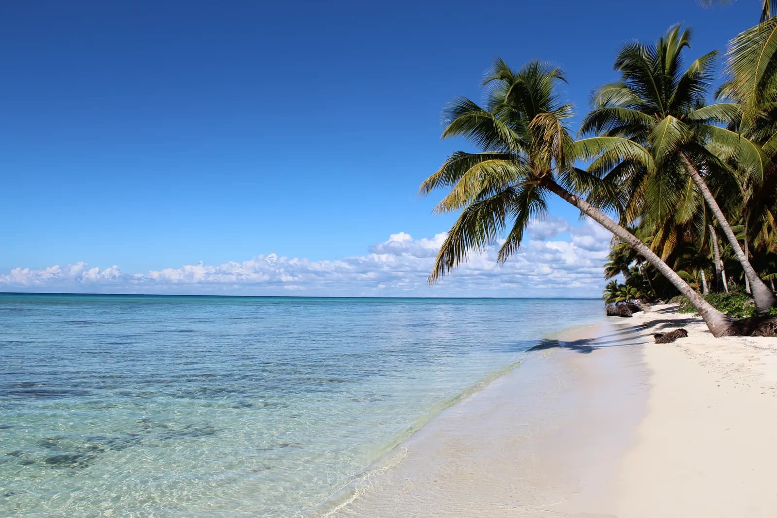 Pochylone palmy kokosowe nad białą plażą i płytką, przejrzystą wodą na wyspie Saona