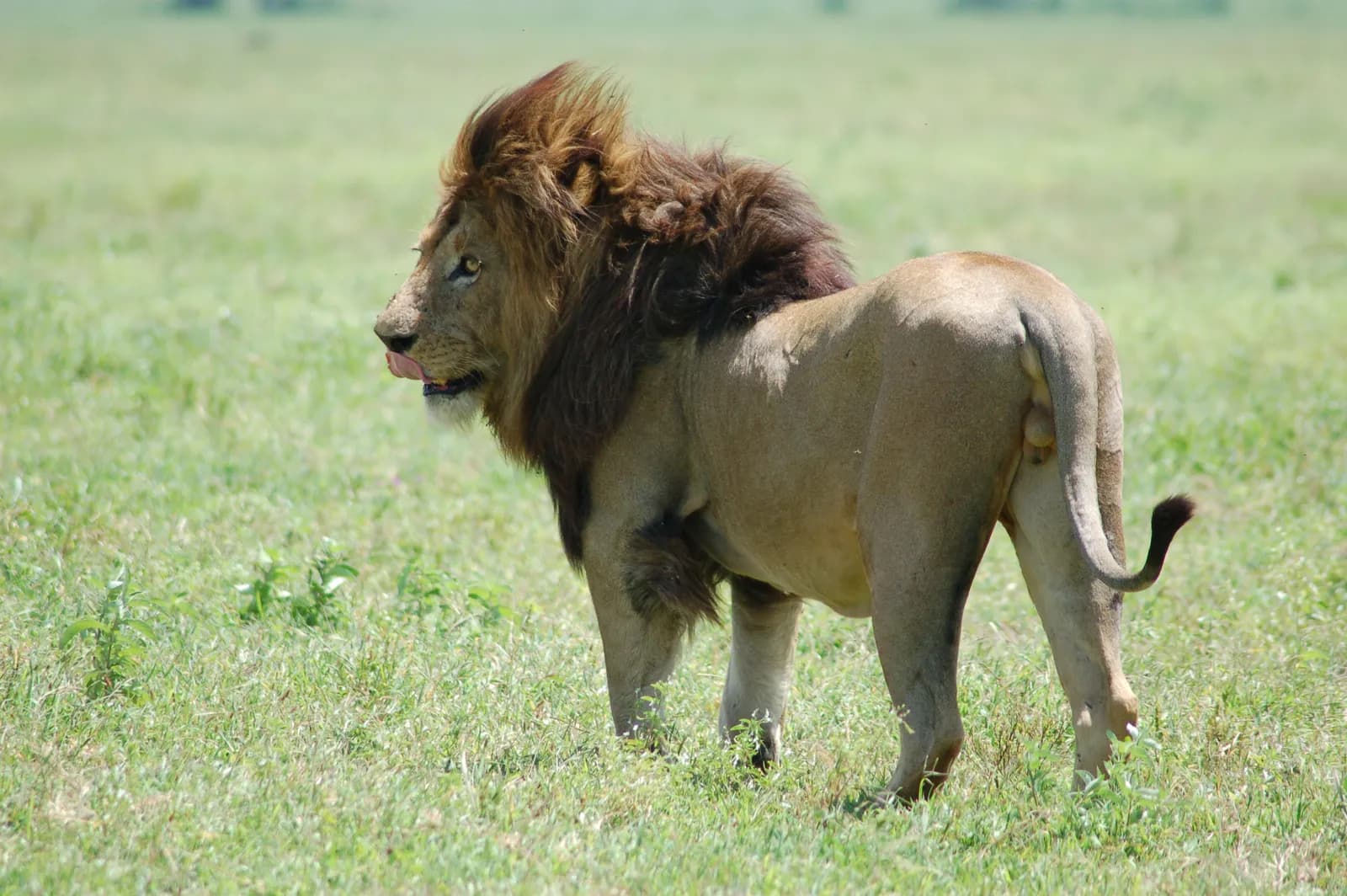 Krater Ngorongoro w Tanzanii widziany z krawędzi