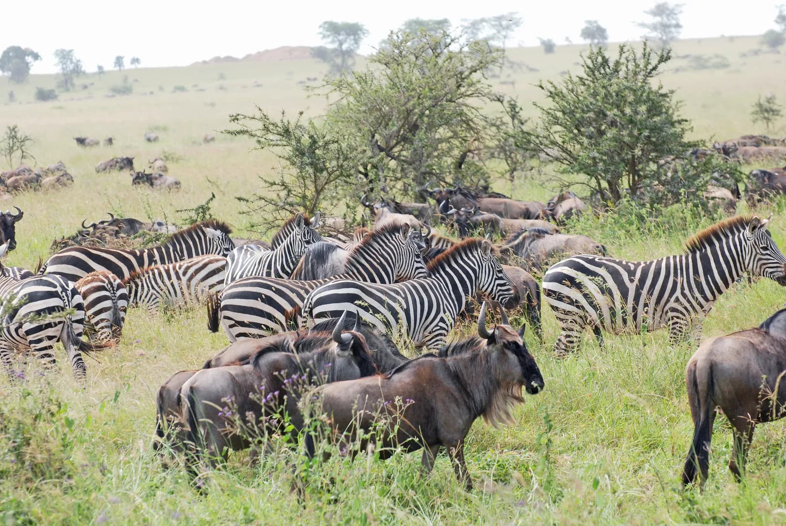 Stado zebr i gnu na zielonej sawannie Serengeti, w tle akacje i łagodne wzgórza