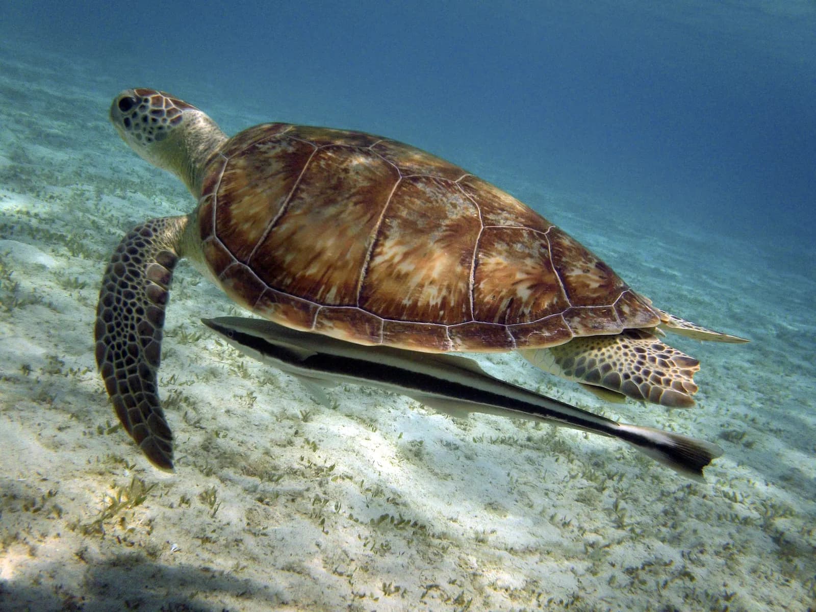 Żółw morski nad rafą w Marsa Alam